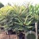 Rhus glabra 'Laciniata' 125-150 cm 35L solitair