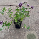 Origanum vulgare GM P9