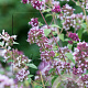 Origanum vulgare GM P9
