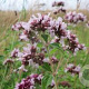 Origanum vulgare GM P9