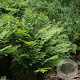 Osmunda regalis GM P9