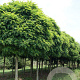 Robinia ps. 'Umbraculifera' 25-30 HO draadkluit