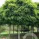 Robinia ps. 'Umbraculifera' 25-30 HO draadkluit