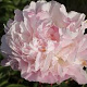 Paeonia (LD) 'Catharina Fontijn' GM  P11