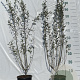 Salix repens 60-80 cm 2,0L