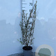 Salix repens 60-80 cm 2,0L