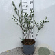 Salix repens nitida 80-100 cm 5,0L
