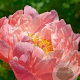 Paeonia (HH) 'Coral Charm' GM  P11