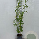 Salix viminalis 125-150 cm 5,0L