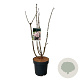 Sambucus nigra Black Tower 80-100 cm 15L