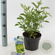 Sambucus nigra Gold Spark 30-40 cm 2,0L