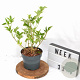 Sambucus nigra Gold Spark 40-50 cm 3,0L