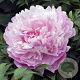 Paeonia (LD) 'Sarah Bernhardt' GM P9