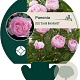 Paeonia (LD) 'Sarah Bernhardt' GM  P11