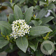 Skimmia j. 'Kew White' 12-15 cm P9
