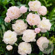 Paeonia (LD) 'Shirley Temple' GM  P11