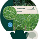 Panicum virgatum GM P9