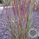 Panicum virgatum 'Cardinal' GM P9