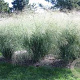 Panicum virgatum 'Cloud Nine' GM P9