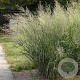 Panicum virgatum 'Dallas Blues' GM P9