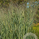 Panicum virgatum 'Dallas Blues' GM P9