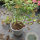 Spiraea jap. 'Anthony Waterer' 30-40 cm 2,0L
