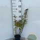 Spiraea jap. 'Dart's Red' 25-30 cm C1.3
