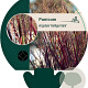 Panicum virgatum 'Heiliger Hain' GM P9
