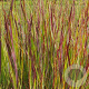 Panicum virgatum 'Heiliger Hain' GM P9
