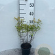 Spiraea jap. 'Goldmound' 20-25 cm C1.3