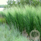 Panicum virgatum 'Northwind' GM P9