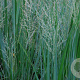 Panicum virgatum 'Northwind' GM P9