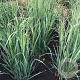 Panicum virgatum 'Northwind' GM P9
