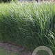 Panicum virgatum 'Northwind' GM P9