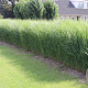 Panicum virgatum 'Northwind' GM P9