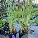 Panicum virgatum 'Prairie Sky' GM P9
