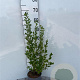 Symphoricarpos albus 40-60 cm 2,0L