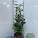 Symphoricarpos albus 40-60 cm 2,0L