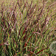 Panicum virgatum 'Rotstrahlbusch' GM P9