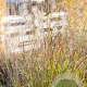 Panicum virgatum 'Shenandoah' GM P9