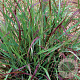 Panicum virgatum 'Shenandoah' GM P9