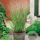Panicum virgatum 'Shenandoah' GM P9