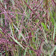 Panicum virgatum 'Squaw' GM P9