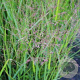 Panicum virgatum 'Squaw' GM P9