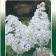 Syringa v. 'Mme Lemoine' 60-80 cm 5,0L 3-5 tak