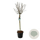 Syringa v. 'Mme Lemoine' 120 cm stam cont. 55L extra
