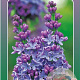 Syringa v. 'Nadezhda' 60-80 cm 5,0L 3-5 tak