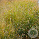 Panicum virgatum 'Strictum' GM P9