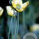Papaver nudicaule GM P9