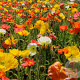 Papaver nudicaule GM P9